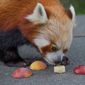 Red Panda